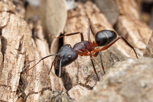 Representative image of Camponotus barbaricus