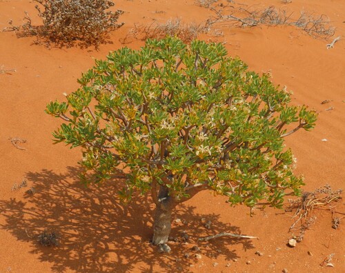 Othonna lasiocarpa
