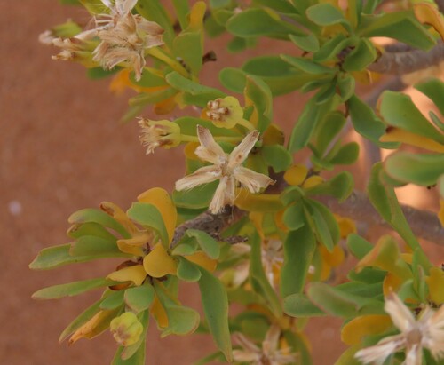 Othonna lasiocarpa