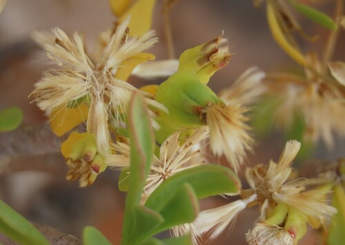 Othonna lasiocarpa