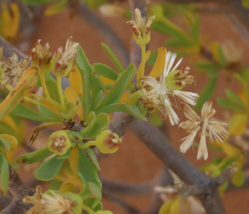 Othonna lasiocarpa