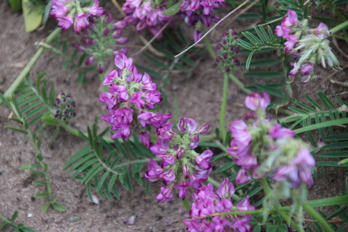Longstalk Bubblepod (Lessertia stenoloba)