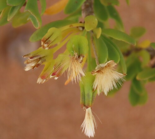 Othonna lasiocarpa