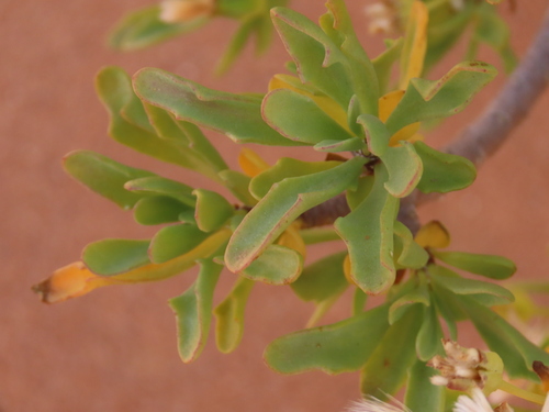 Othonna lasiocarpa