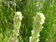 Castilleja pilosa pilosa