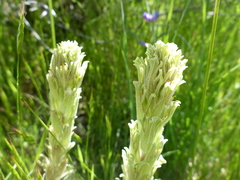 Castilleja pilosa pilosa