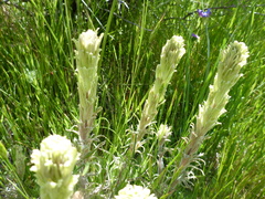 Castilleja pilosa pilosa