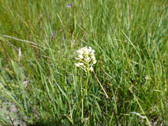 Toxicoscordion paniculatum