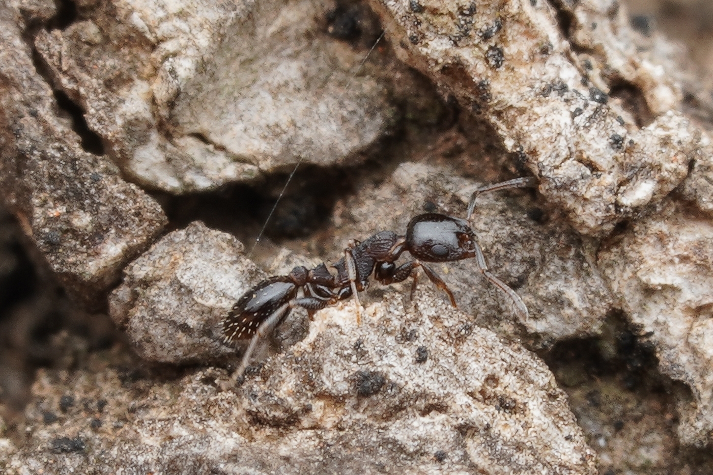 Temnothorax atlantis