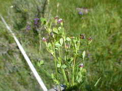 Trifolium variegatum geminiflorum