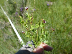 Trifolium variegatum geminiflorum