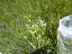 Trifolium variegatum geminiflorum