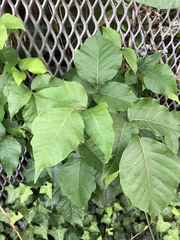 Toxicodendron radicans