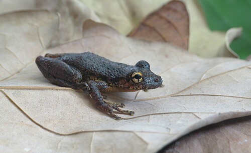 Tropicalia's snouted treefrog