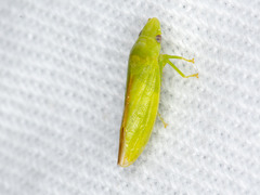 Reuplemmeles hobartensis