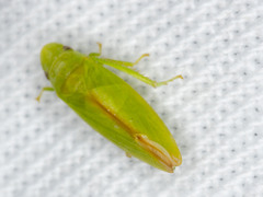 Reuplemmeles hobartensis