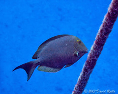 Acanthurus nigroris