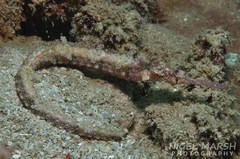 Halicampus macrorhynchus