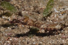 Syngnathidae