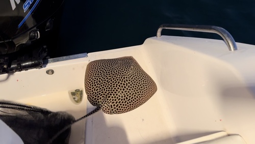 Photo of Honeycomb Stingray (Himantura uarnak)
