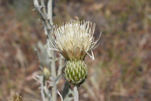 Cirsium ciliolatum