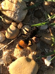 Dasymutilla clotho