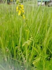 Agrimonia asiatica