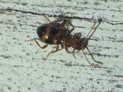 Acanthinus scitulus
