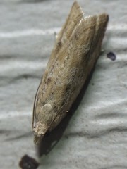 Bactra verutana