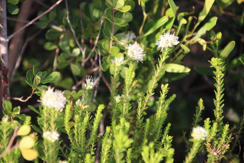 Beach Lemon Buchu (Agathosma stenopetala)