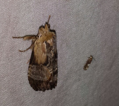 Dasylophia thyatiroides