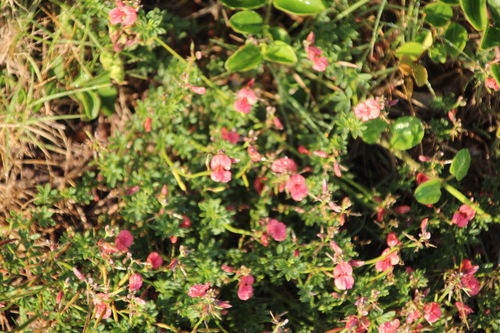 Blueleaf Indigo (Indigofera glaucescens)