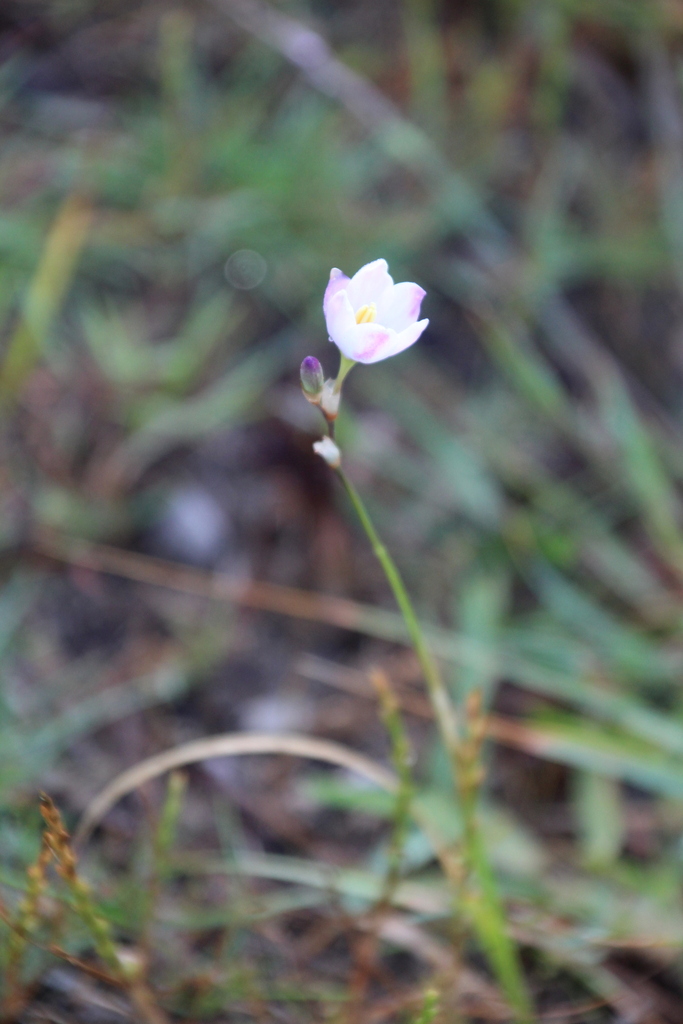 Ixia orientalis