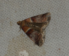 Acrobasis repandana