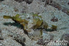 Eurypegasus draconis