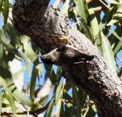 Daphoenositta chrysoptera leucoptera