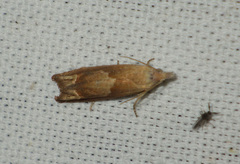 Eucosma conterminana