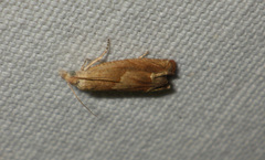 Eucosma conterminana