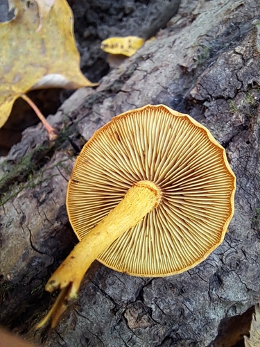 Pholiota granulosa