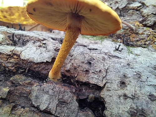 Pholiota granulosa (Photo 2 of 5)