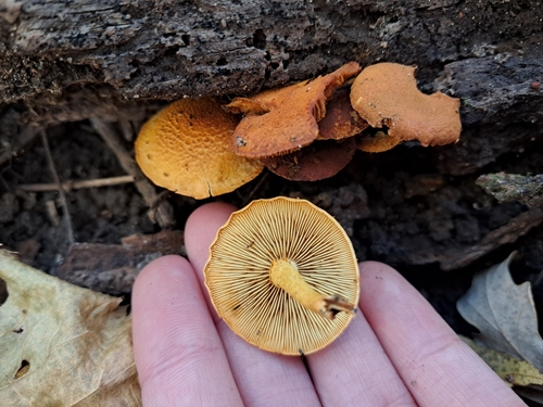 Pholiota granulosa (Photo 4 of 5)