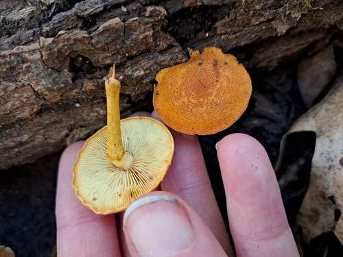 Pholiota granulosa (Photo 5 of 5)