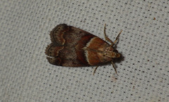 Acrobasis repandana