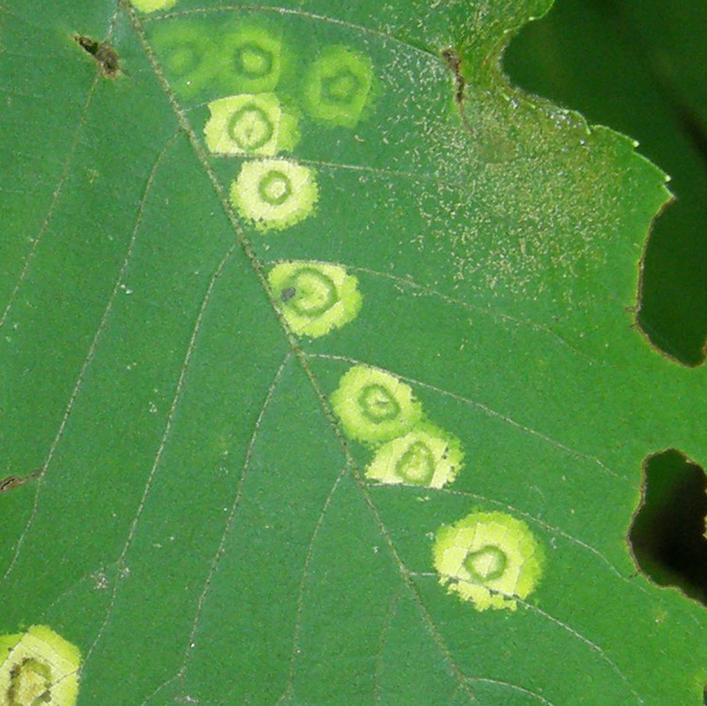 Gliaspilota