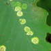 Gliaspilota glutinosa - Photo (c) pucak,  זכויות יוצרים חלקיות (CC BY-ND), uploaded by pucak