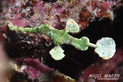 Solenostomus halimeda