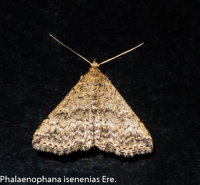 Phalaenophana isenenias