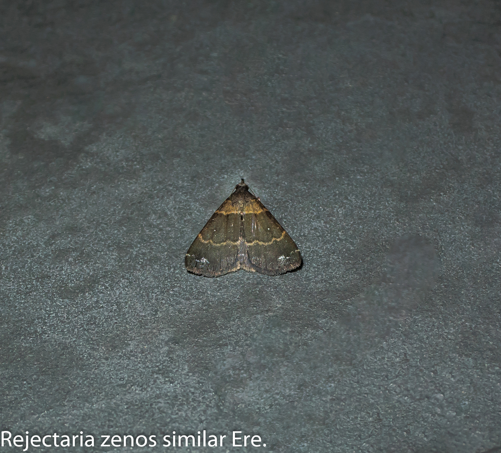 Rejectaria zenos