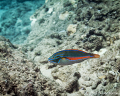 Stethojulis balteata