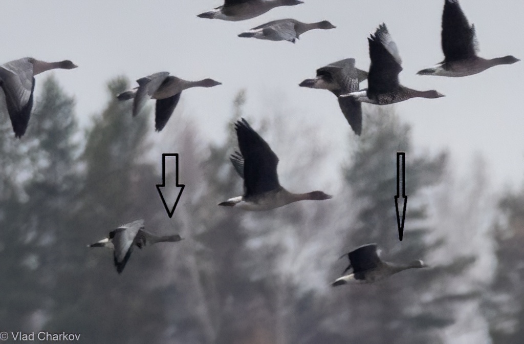 iNaturalist.org. В.Чарков, Козловский р-н Чувашия, октябрь 2024